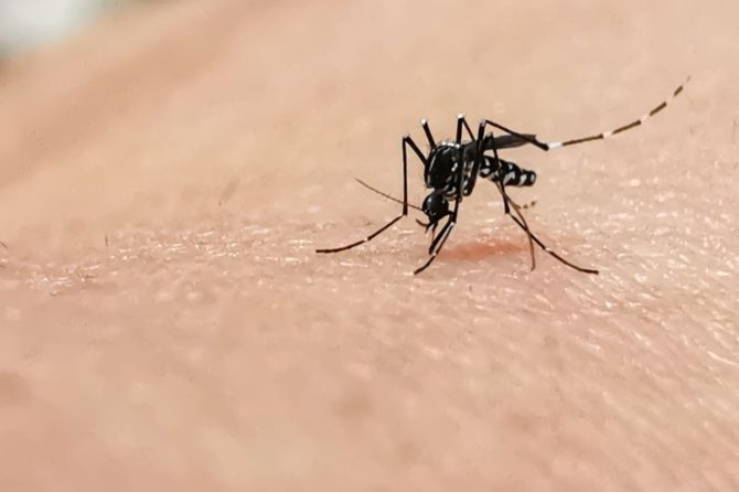 Uczulenie na komary – Objawy i Sposoby Leczenia